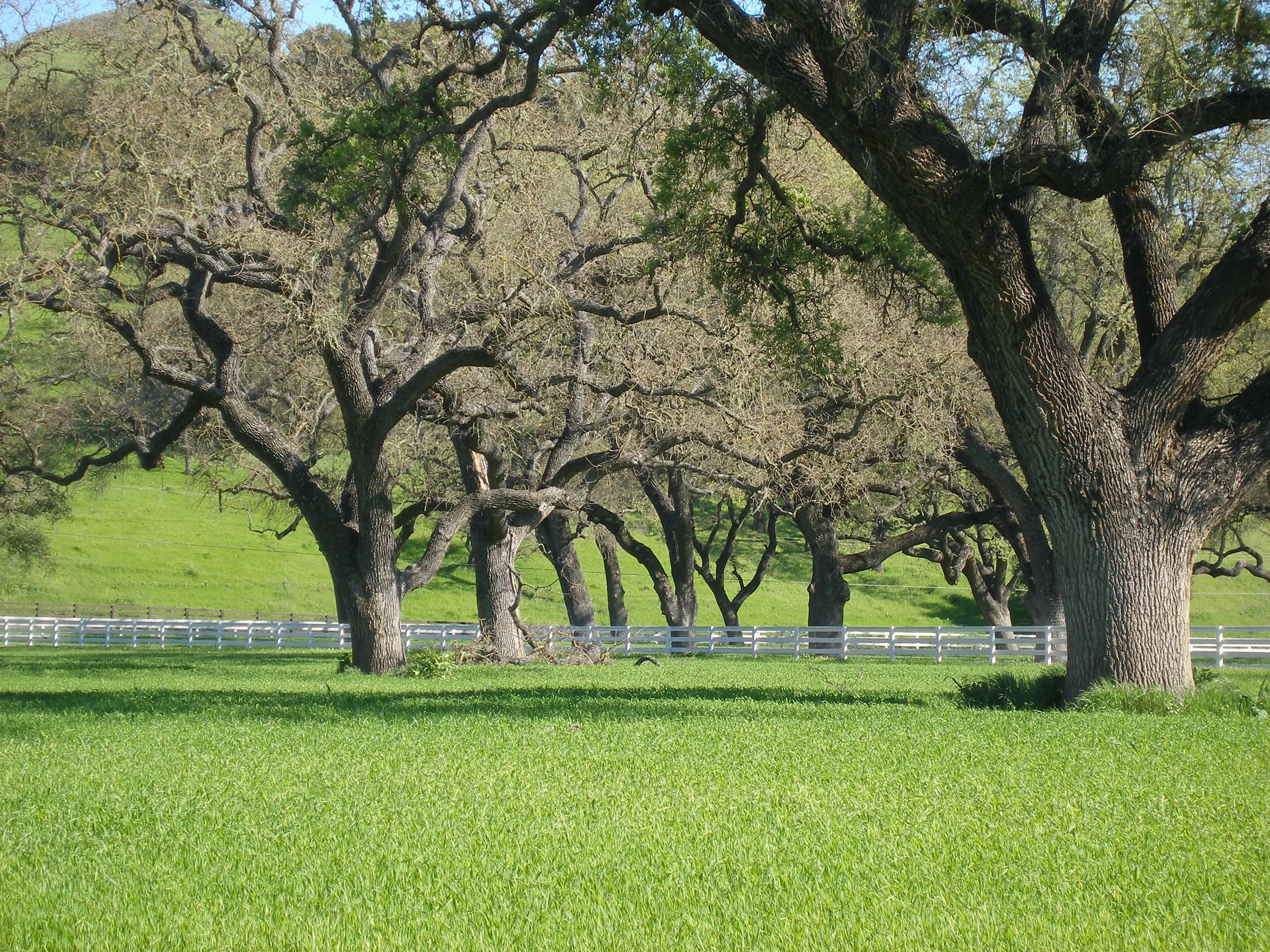 Happy Canyon Oaks