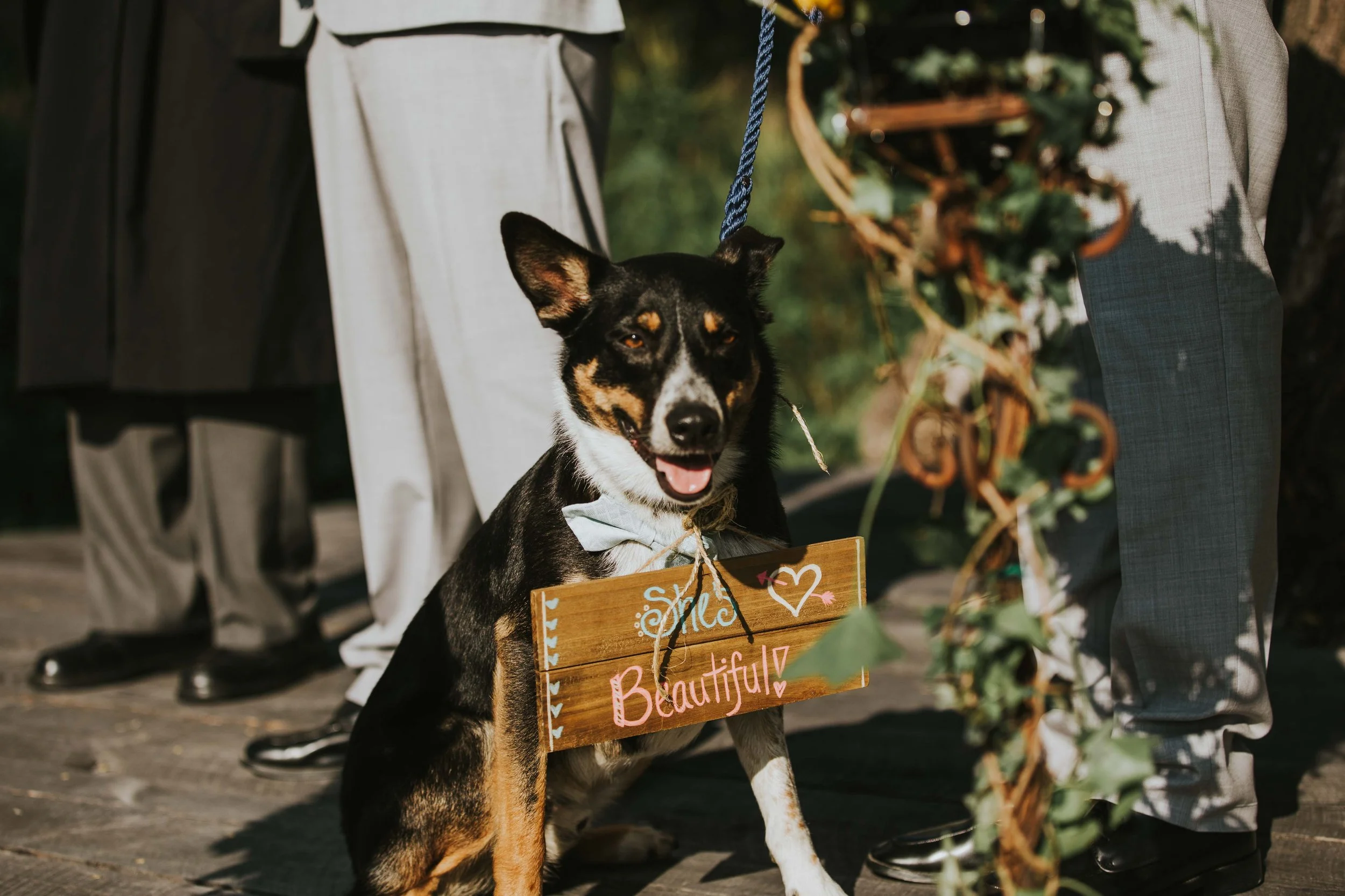 dog-ring-bearer-wearing-cute-sign.jpg