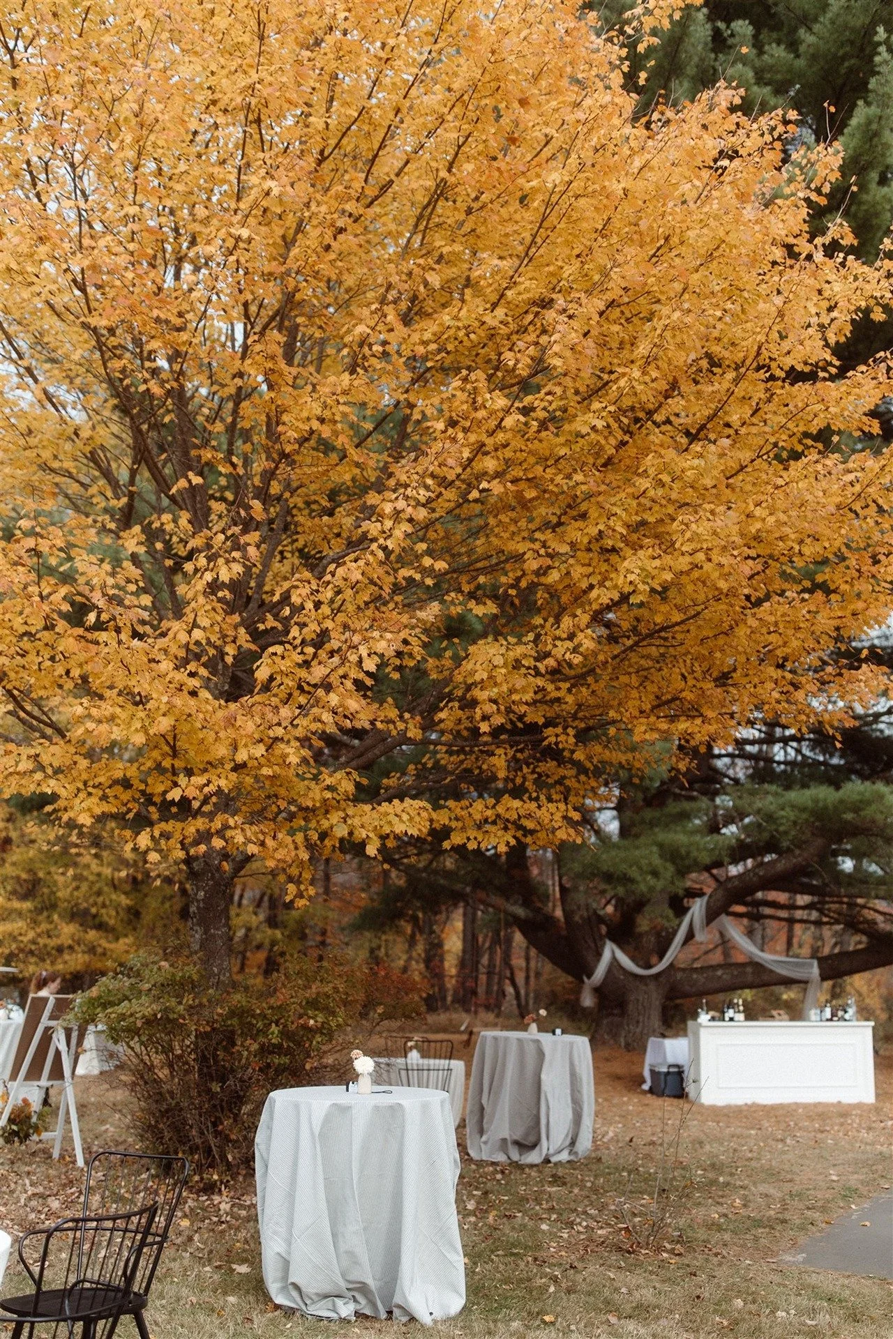 Outdoor-Cocktail-Hour-In-A-Beautiful-Fall-Autumn-Setting-With-A-White-Bar-In-The-Background-And-Fabric-In-The-Tree-Above-It