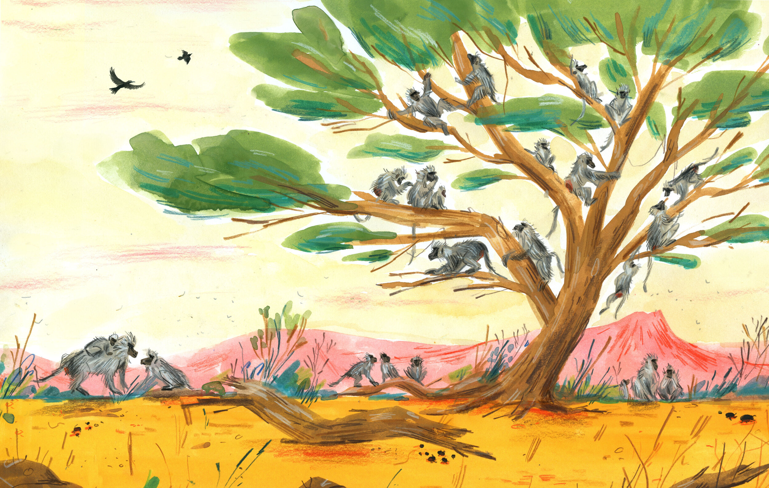 Troop of Baboons.jpg