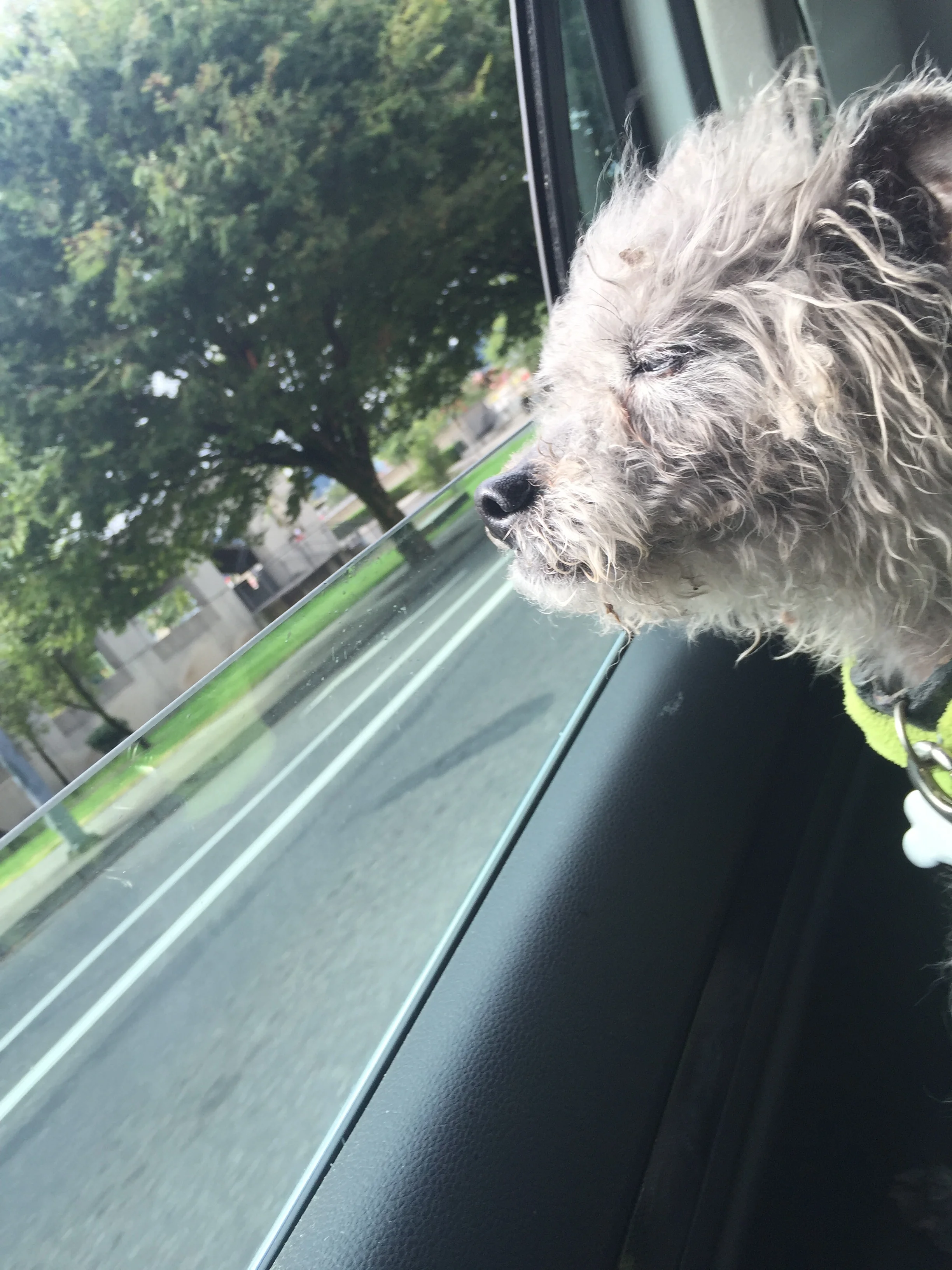 5 Leadership Insights From the Love of Dogs 