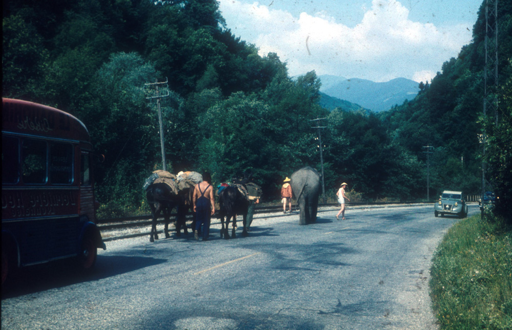 First day on the road, with three mules following.