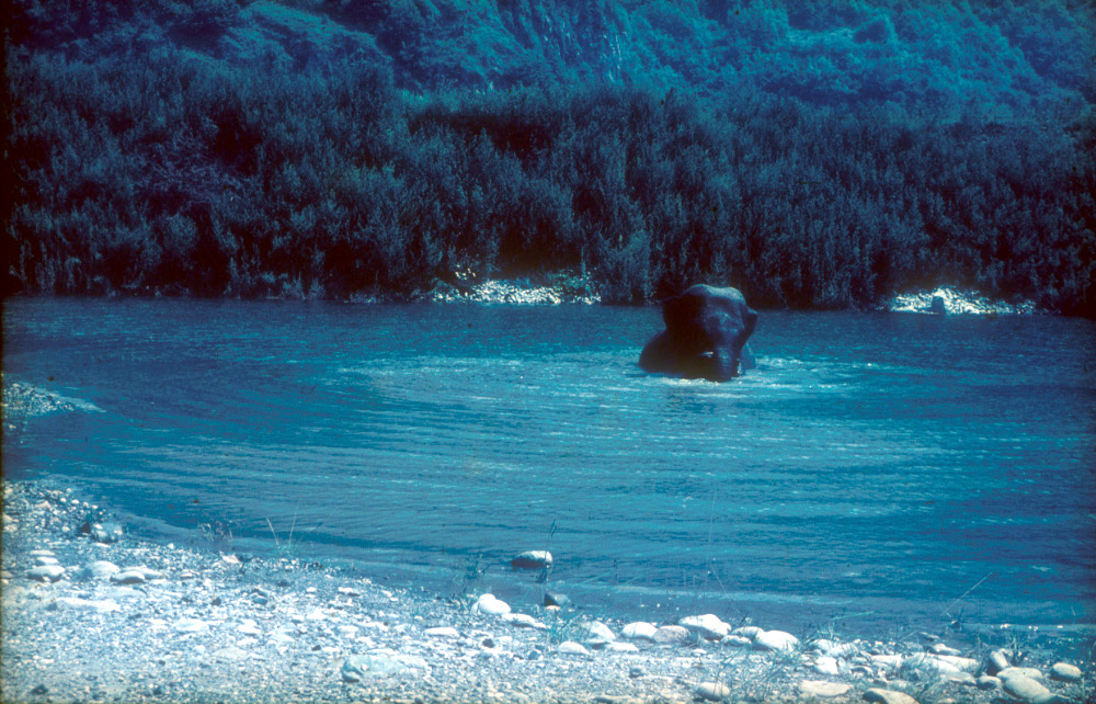 Jumbo taking a dip.