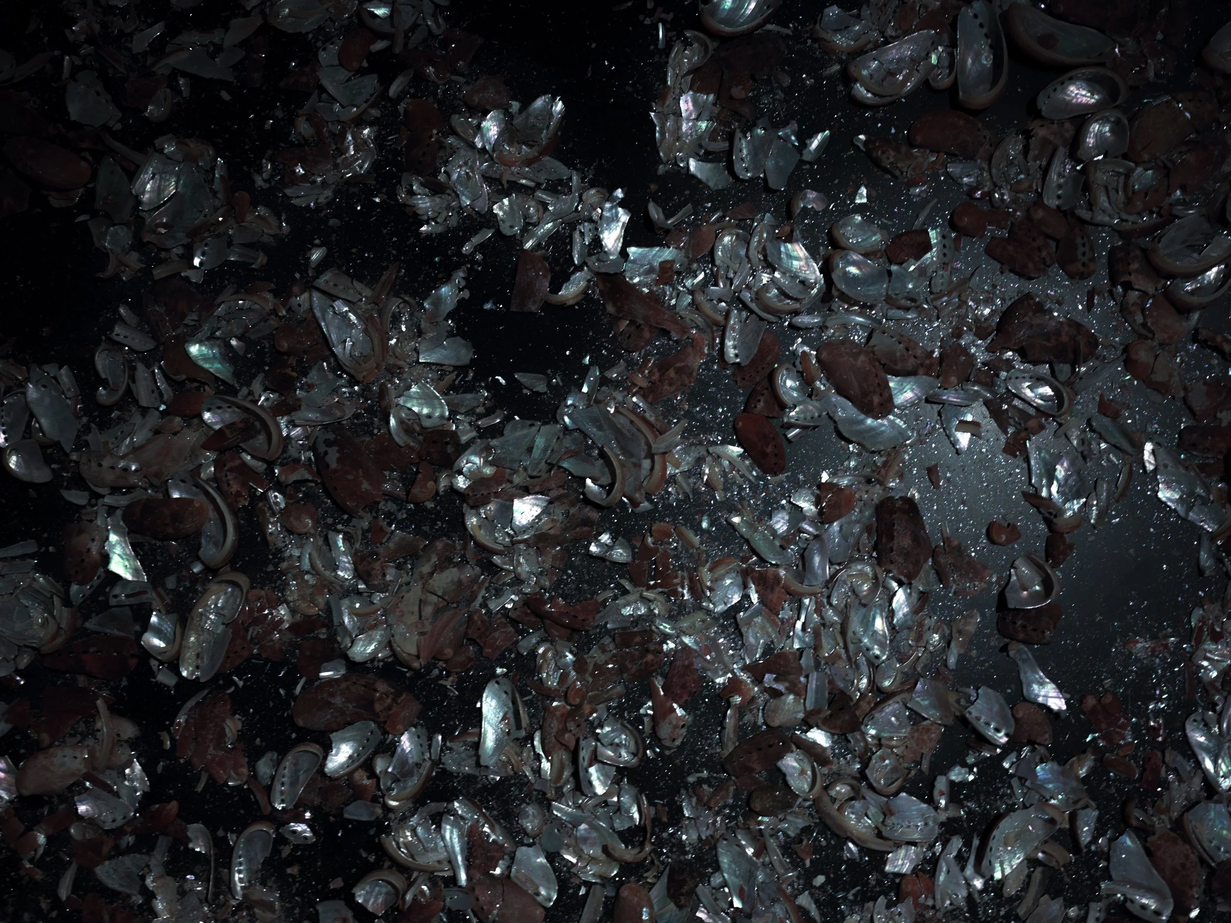 SHELTERI:Shells mirror Interactive Installtion, Dimensions variable,2021 .