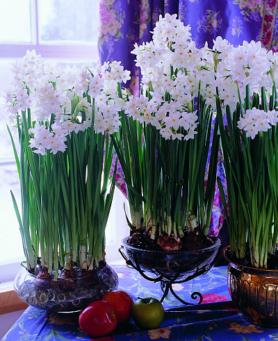 Winter's brightest bulbs