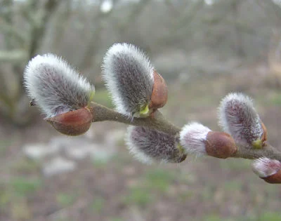 Pussy willows, hard to resist      