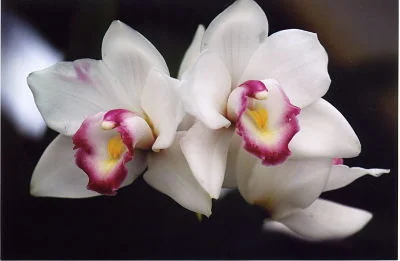 Orchidelerium - Is there a cure?