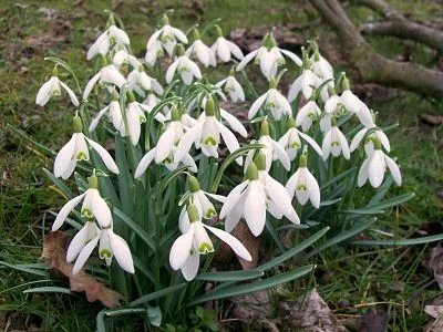 Spring's snowy white drifts   