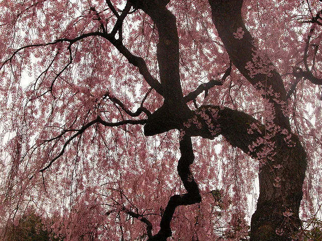 Cherry blossom time