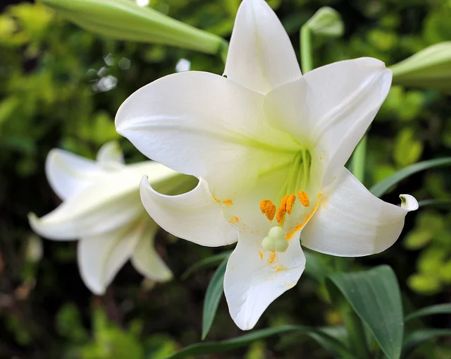 Easter lilies - the backstory
