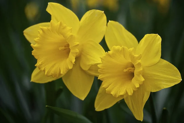 Daffodils rule