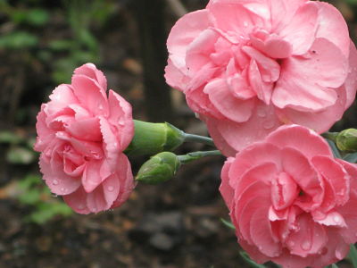 Scentsational: The fragrant garden