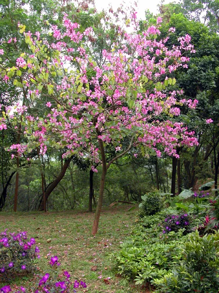 A tree for Arbor Day