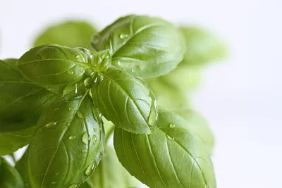 Herbs: A feast for the senses