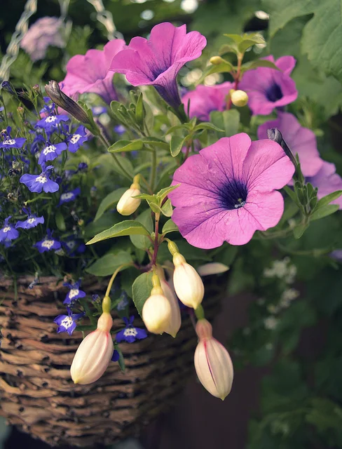 Getting the most from annuals