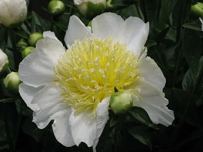 Peonies are (pretty much) forever