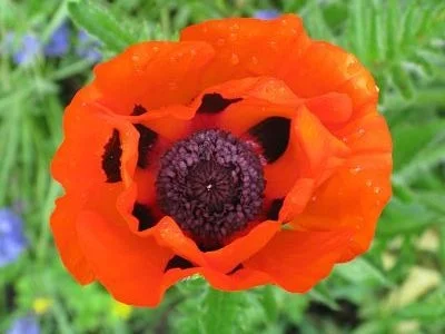 Of poppies and Memorial Day