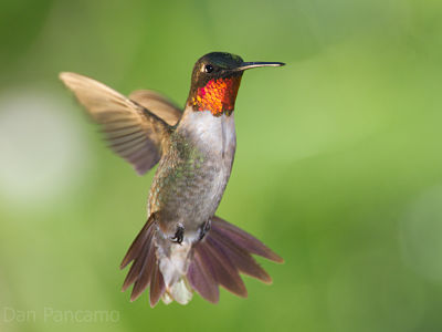 The birds of summer