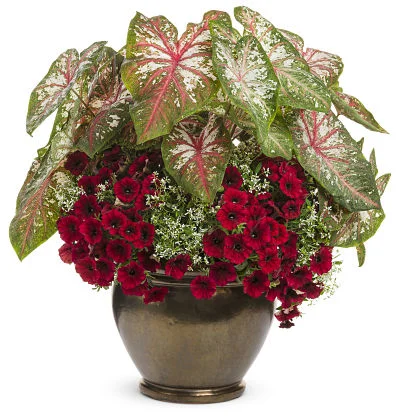 Potted pleasures