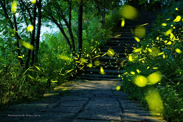 Fairy lights in the garden