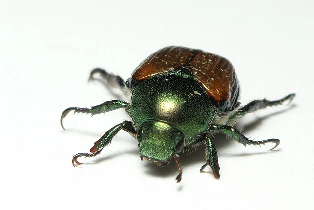 Enemy invaders: Japanese beetles