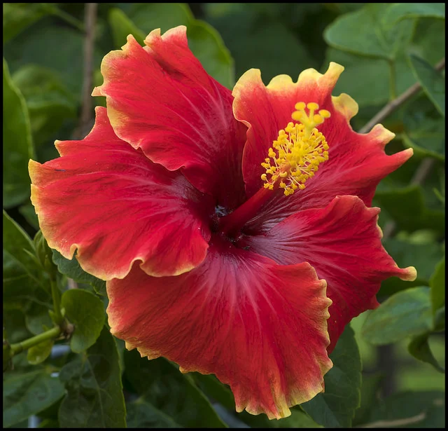 Tropical ambiance 