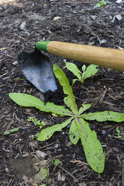 Winning the war on weeds