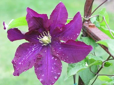 Clematis, the Cadillac of vines