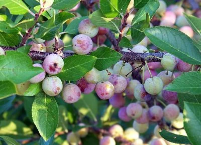 Stalking the wild beach plum