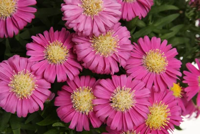 Aster season: Starry, starry days