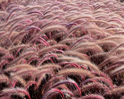 Graceful grasses of the ornamental kind