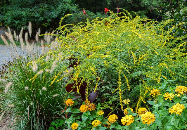 The truth about goldenrod