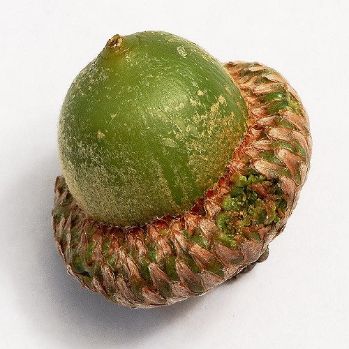 Nutfall: Acorn crops are variable