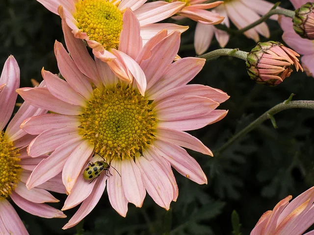 The last hurrah: Korean mums