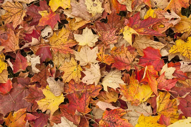 "When autumn leaves start to fall..."
