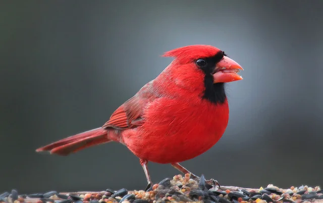 For the birds