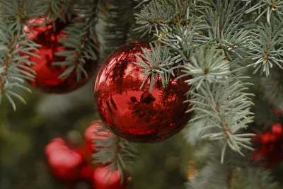 Oh, Christmas tree!