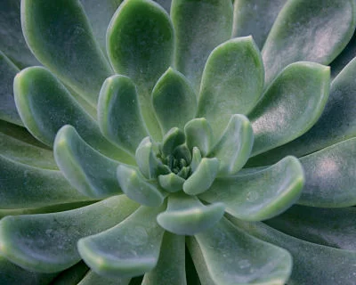 Houseplant how-to: Curing what ails them 