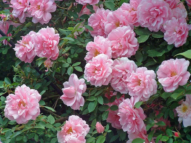 Wake up and smell the roses