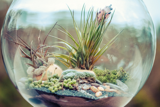 Miniature worlds under glass