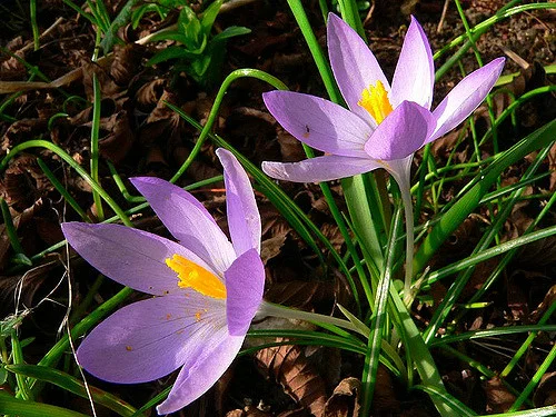 Looking for Spring