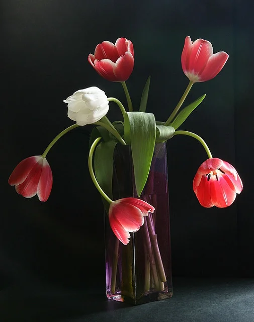 Dance of the tulips