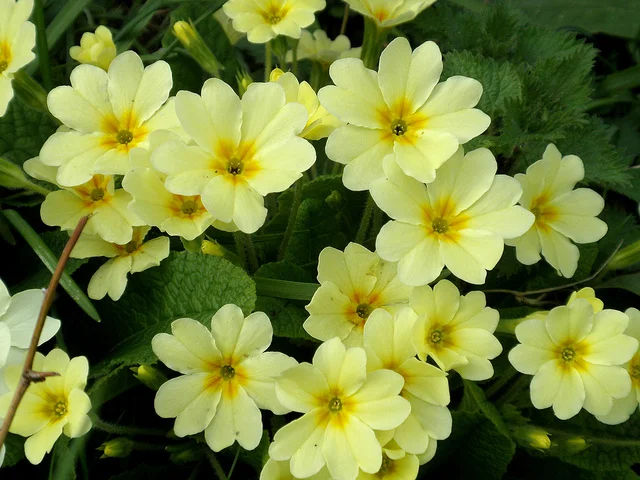 Down the primrose path