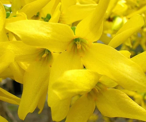 Forsythia: Good as gold