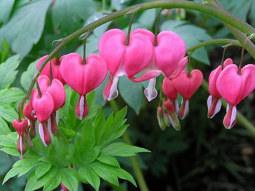 For love of bleeding hearts