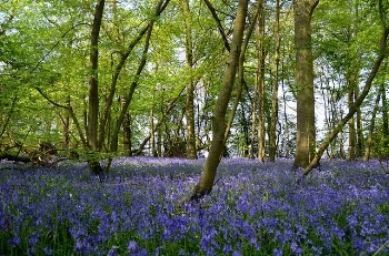 A bluebell woods Jodi/Flickr