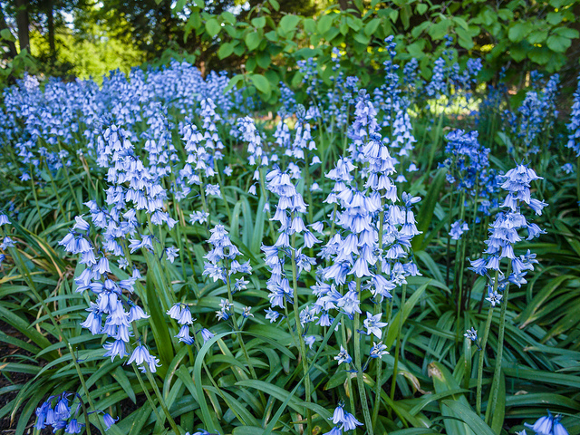 Bluebells for woodland gardens