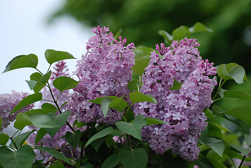 Boosting lilac bloom