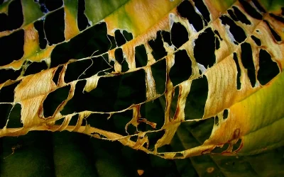 Slug damage on hosta leaf scrappy annie/Flickr