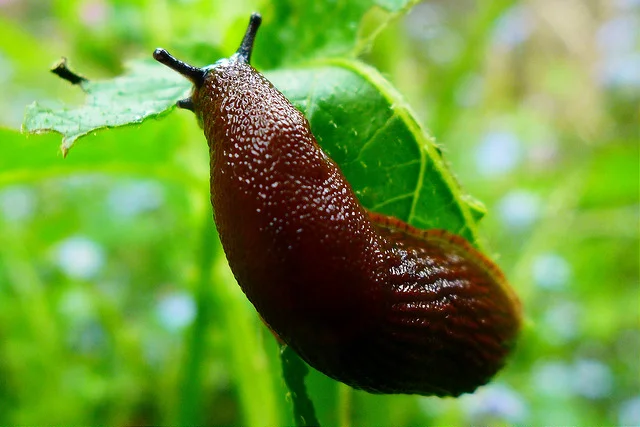 Slug fest